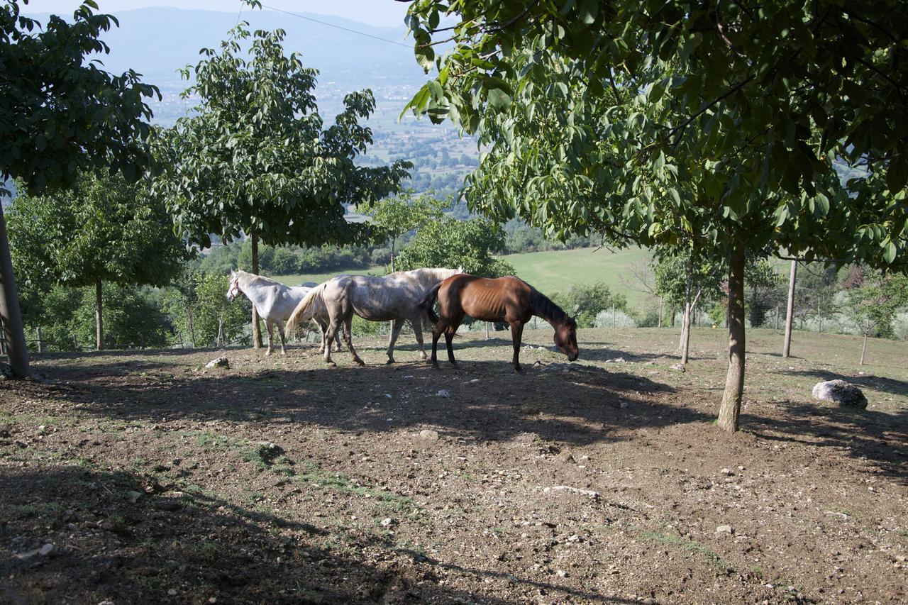 Fattoria Alvaneta Padula Kültér fotó
